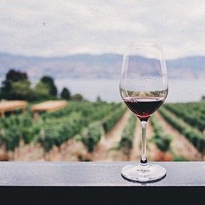 photo of wine glass and vineyards in the background
