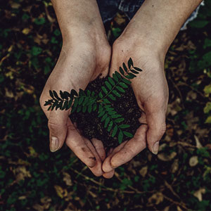 The Gift of Wonder - photo of hands holding young green plant